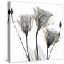 Gold Embellished Gentians 1-Albert Koetsier-Stretched Canvas