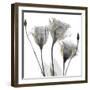 Gold Embellished Gentians 1-Albert Koetsier-Framed Photographic Print