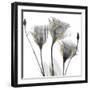 Gold Embellished Gentians 1-Albert Koetsier-Framed Photographic Print