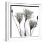 Gold Embellished Gentians 1-Albert Koetsier-Framed Photographic Print