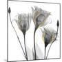 Gold Embellished Gentians 1-Albert Koetsier-Mounted Photographic Print