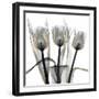 Gold Embellished Tulips 4-Albert Koetsier-Framed Photographic Print