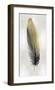 Gold Feather on Silver I-Julia Bosco-Framed Giclee Print