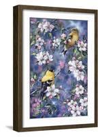 Gold Finch and Blossoms-Jeff Tift-Framed Giclee Print