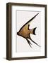 Gold Fish-Kubistika-Framed Photographic Print