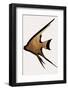 Gold Fish-Kubistika-Framed Photographic Print