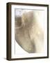 Gold Fusion III-Julia Contacessi-Framed Art Print