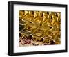 Gold Ingots, Frankfurt, Germany, Europe-Hans Peter Merten-Framed Photographic Print