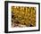 Gold Ingots, Frankfurt, Germany, Europe-Hans Peter Merten-Framed Photographic Print