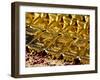 Gold Ingots, Frankfurt, Germany, Europe-Hans Peter Merten-Framed Photographic Print