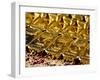 Gold Ingots, Frankfurt, Germany, Europe-Hans Peter Merten-Framed Photographic Print