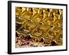 Gold Ingots, Frankfurt, Germany, Europe-Hans Peter Merten-Framed Photographic Print