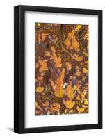Gold Leaf Agate-Darrell Gulin-Framed Photographic Print