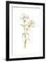 Gold Line Carnation II-Chris Paschke-Framed Art Print