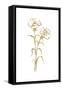 Gold Line Carnation II-Chris Paschke-Framed Stretched Canvas
