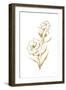 Gold Line Carnation III-Chris Paschke-Framed Art Print