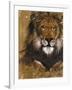 Gold Lion-Patricia Pinto-Framed Art Print