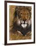Gold Lion-Patricia Pinto-Framed Art Print