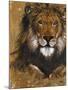 Gold Lion-Patricia Pinto-Mounted Art Print