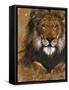 Gold Lion-Patricia Pinto-Framed Stretched Canvas
