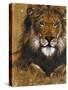 Gold Lion-Patricia Pinto-Stretched Canvas