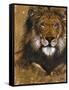 Gold Lion-Patricia Pinto-Framed Stretched Canvas