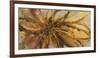 Gold Lotus I-Caroline Ashwood-Framed Giclee Print