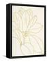 Gold Magnolia Line Drawing v2 Crop-Moira Hershey-Framed Stretched Canvas