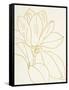 Gold Magnolia Line Drawing v2 Crop-Moira Hershey-Framed Stretched Canvas