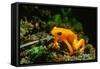 Gold Mantella-null-Framed Stretched Canvas