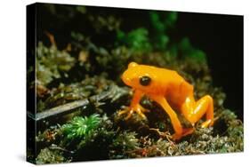 Gold Mantella-null-Stretched Canvas