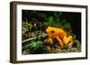 Gold Mantella-null-Framed Photographic Print