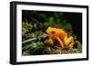 Gold Mantella-null-Framed Photographic Print