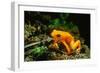 Gold Mantella-null-Framed Photographic Print