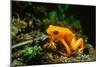 Gold Mantella-null-Mounted Photographic Print