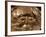 Gold Mask from Tomb Iv of Circle a of Mycenae-null-Framed Giclee Print