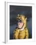 Gold Monkey, 2008,-Peter Jones-Framed Giclee Print