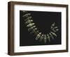 Gold Necklace Formed by Small Stylized Birds, Artifact Originating from Restrepo-null-Framed Giclee Print