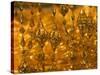 Gold Necklace on Display, the Gold Souk, Deira, Dubai, United Arab Emirates, Middle East-Amanda Hall-Stretched Canvas