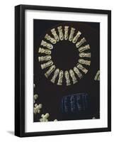 Gold Necklace Showing Anthropomorphic Elements Rendered with Wax-null-Framed Giclee Print