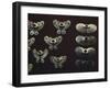 Gold Nose Rings-null-Framed Giclee Print