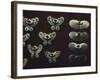 Gold Nose Rings-null-Framed Giclee Print