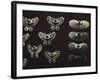 Gold Nose Rings-null-Framed Giclee Print