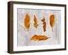 Gold Ombre Feathers III-Tina Lavoie-Framed Giclee Print