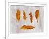 Gold Ombre Feathers III-Tina Lavoie-Framed Giclee Print