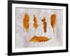 Gold Ombre Feathers III-Tina Lavoie-Framed Giclee Print