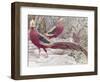 Gold Pheasant-Wilhelm Kuhnert-Framed Giclee Print