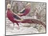 Gold Pheasant-Wilhelm Kuhnert-Mounted Giclee Print