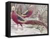 Gold Pheasant-Wilhelm Kuhnert-Framed Stretched Canvas