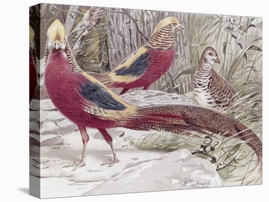 Gold Pheasant-Wilhelm Kuhnert-Stretched Canvas